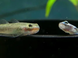 LFS photos