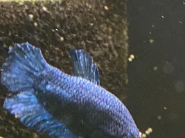 Betta's Fin Rot?