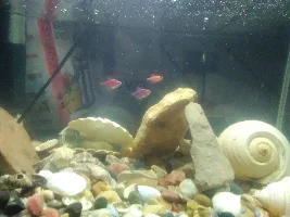 Fish rarely eat