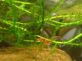 A Beginner's Shrimp Journal