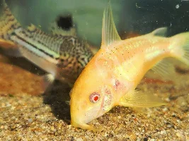 Cories, lots of cories.