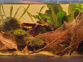29 for apistogramma lineta