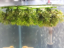 Pregnant fish