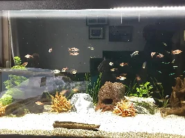 Losing tetras