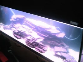New Cichlid Set Up