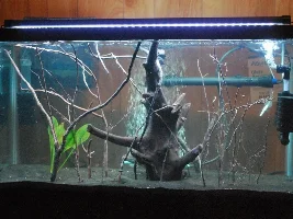 Second tank, 29 gallon planted tank