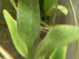 care of plants