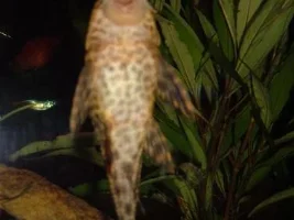 Pleco