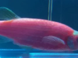 New Here And I Have An Injured Fish