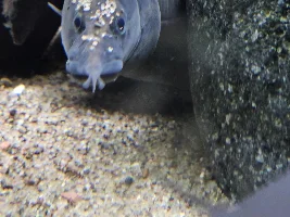 New eels