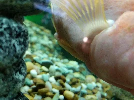 PLEASR HELP MY PARROT CICHLID!!!!!