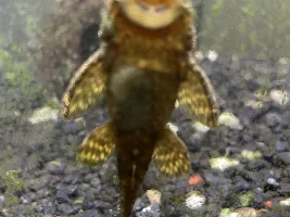Bristle nose Pleco has Grey Patch on Stomach