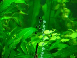 Breeding Farlowella catfish tips