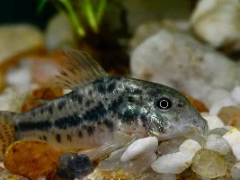 The true Corydoras julii & a new species