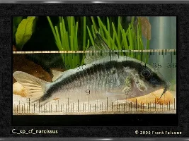 What Kind Of Corydoras Should I Get?