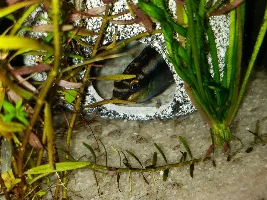 GBR fry photos!