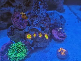 Little Slice of Ocean