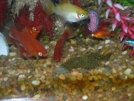 Platies and Algae Tablet