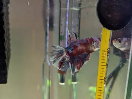 Betta Fin Rot and Nitrogen Cycle