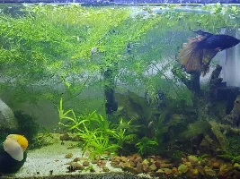 Fabio, my male Mustard Gas Betta