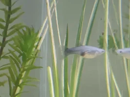 My new guppies!