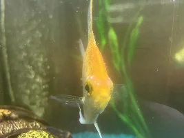Does anyone know what this is on my fish?