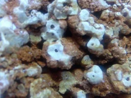 Algae Id / Tips