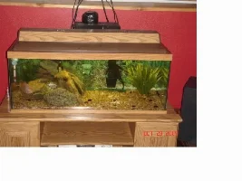20 Gallon And Fish