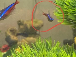 Sick cardinal tetra?