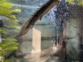 Brown algae under control fish happy