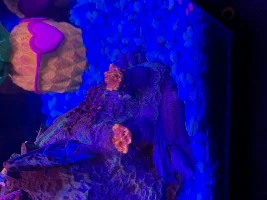 Betta Breathing Heavy at Bottom of Tank - Help!