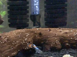 Male guppy tail growth