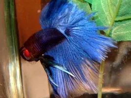 Small Male + Big Female = Successful Spawn!