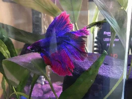 Sick Betta, White Spots- Fin rot???