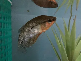 Pearl Gourami Curved Spine