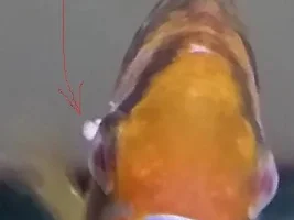 (UPDATED) Mysterious Disease (NEW pictures)