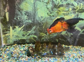 Goldfish Eye Issue