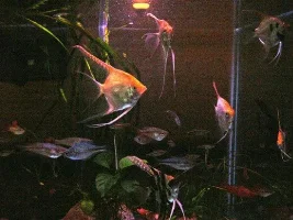 Angel fish Pictures