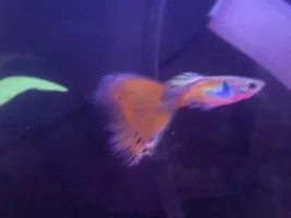 HELP flashing guppies in cycling 5g fish tank