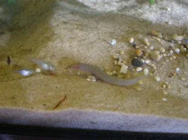 Yellow Tailed Spiny Eel + a few others
