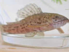 Mystery Hoplo! ID needed, please! <3