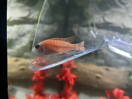 Rob's 450L oscar aquarium - from North London to the Amazon