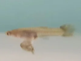Cull or not?
