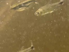I really think that Bacter AE is good for new, and possibly emaciated fish… I figure, it can't hurt