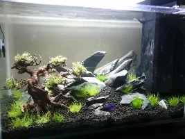 New Superfish Home 60Ltr