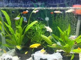 Platy spinning around