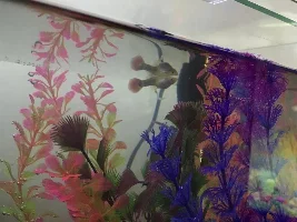 Guppy problem