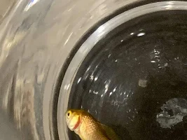 Fish lying on its side