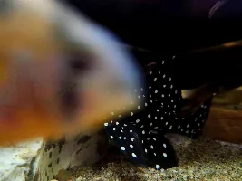 Personable fish, and those not personable