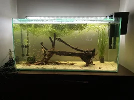 148.6L (39.2 gallon) aquarium journal